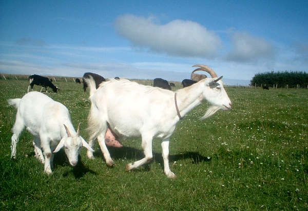 ضرورت واكسيناسيون گسترده براي مقابله با طاعون بز