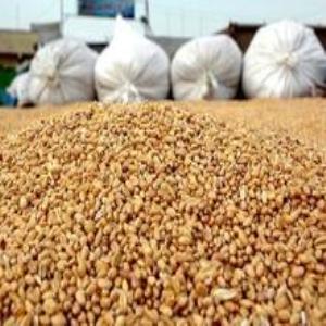 فاسدشدن 35 هزار تن كنجاله سويا در بندر امام خميني