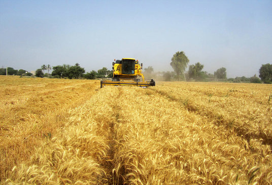کاهش بارندگی بر میزان تولید گندم دیم تاثیر نگذاشت