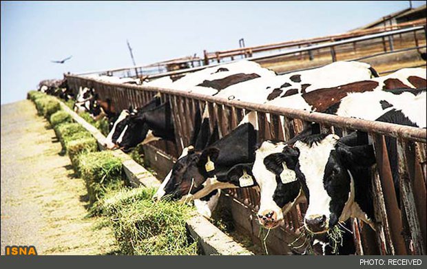 دامداران کشور در آستانه ورشکستگی قرار گرفتند