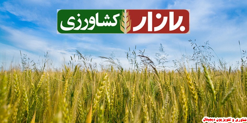 بررسی نوسانات قیمت مرغ