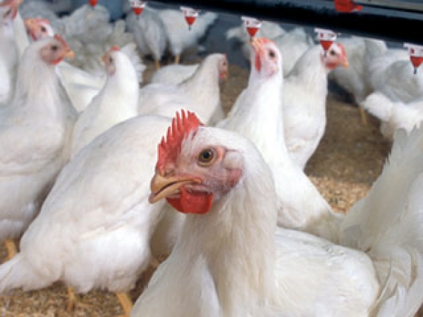 صنعت طیور نیازمند برنامه ریزی مدون است