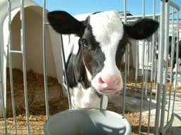 سمينار « تغذيه گوساله هاي شير خوار» برگزار خواهد شد