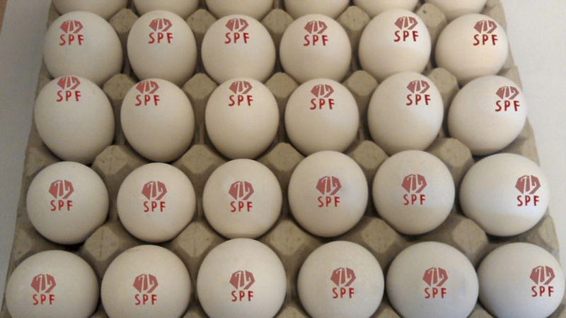 صادرات بيش از يك ميليون تخم مرغ نطفه دار از زنجان