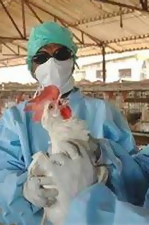 آنفلوآنزاي پرندگان 14 ايالت آمريكا را در بر گرفت