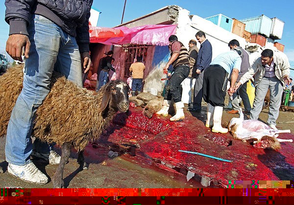 ذبح دام خارج از كشتارگاه‌هاي صنعتي ممنوع شد