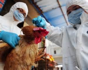 غنا هم از چنگ آنفلوآنزا در امان نماند