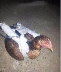 مرغ هاي انتحاري داعش رونمايي شد + عكس