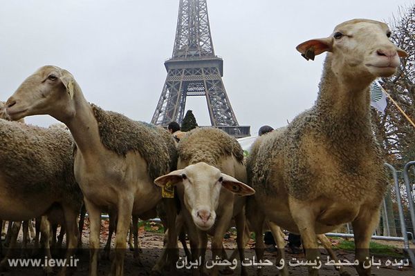 دامداران فرانسوي در اعتراض به بالابودن هزينه توليد بزرگراه هاي اين كشور را مسدود كردند