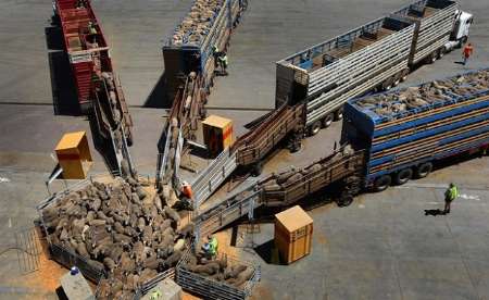 دولت استرالیا تحت فشار صادرکنندگان برای ورود به بازار گوشت ایران