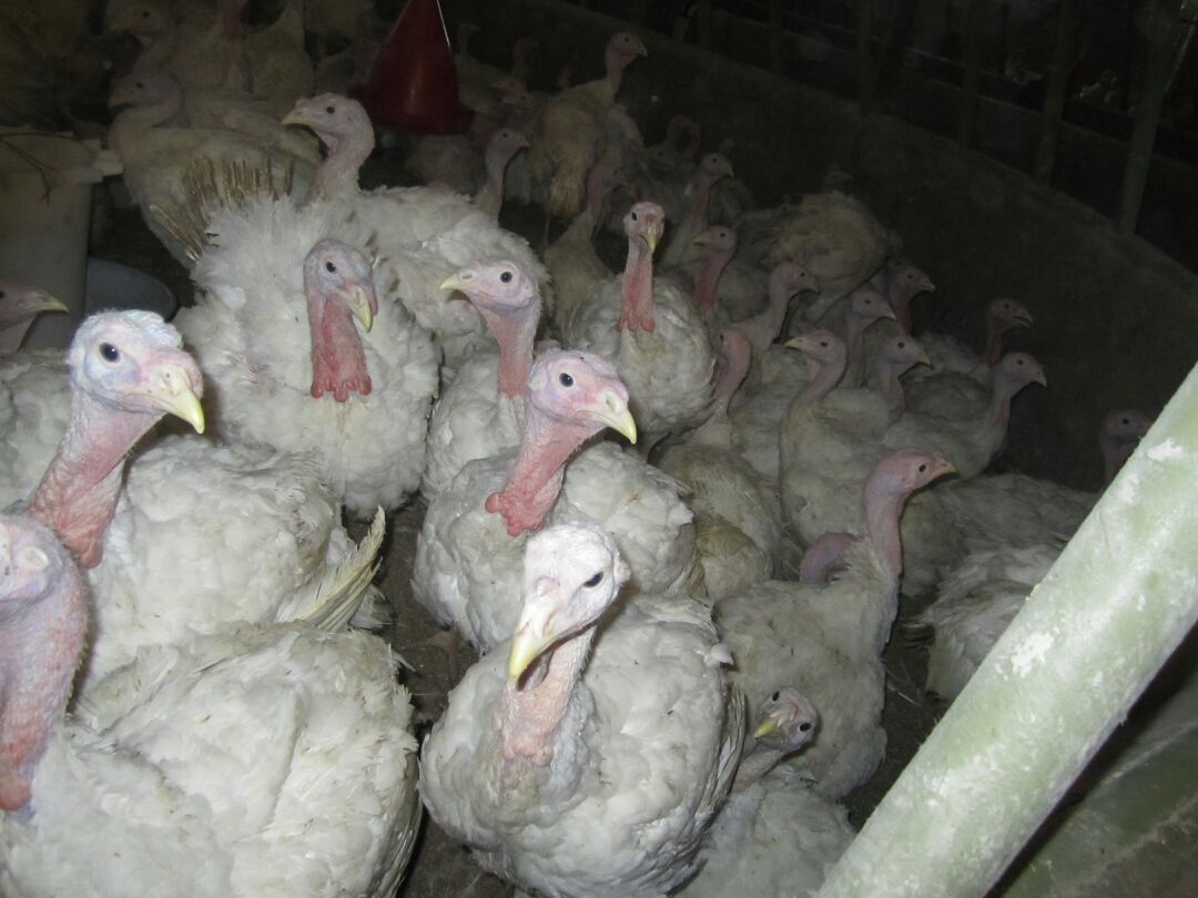 مصرف گوشت بوقلمون در اروپا 11 برابر ايران