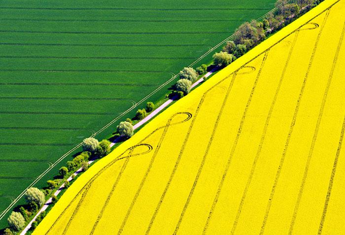 کاهش صادرات کلزا و افزایش صادرات سویا از اوکراین