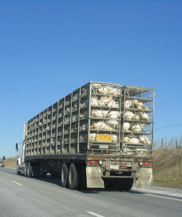 مرز عراق به روي مرغ و تخم‌مرغ ایرانی باز شد