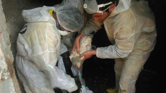 فصل سرما رسید؛ آنفلونزای فوق حاد پرندگان را دریابید