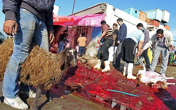 راه‌اندازی ۷۲ مرکز خریداری و ذبح دام با نظر دامپزشکی