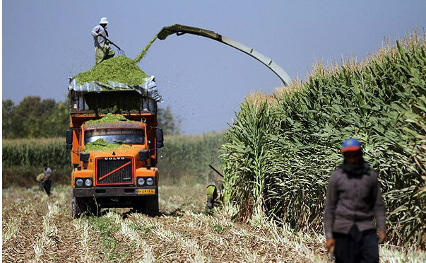 خرید تضمینی ذرت به قیمت کیلویی 960 تومان