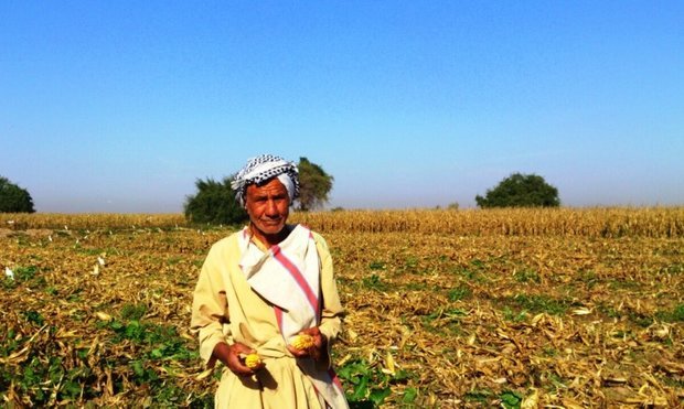 سیاست قیمت تضمینی، قوت قلب کشاورزان خوزستانی