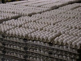 افزایش 388 درصدي تولید تخم مرغ در آسیا