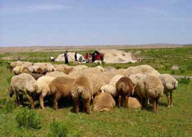 عرضه ۵۰ هزار راس دام توسط عشایر برای قربانی