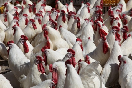 قیمت مرغ به ۷۲۵۰ تومان رسيد