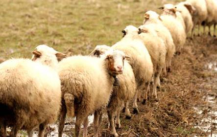 جوسازی در رسانه‌‌ها یا لاپوشانی سوء مدیریت‌ها؟!