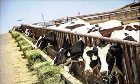 راه اندازي واحد تولید مکمل‌های دامی در مازندران