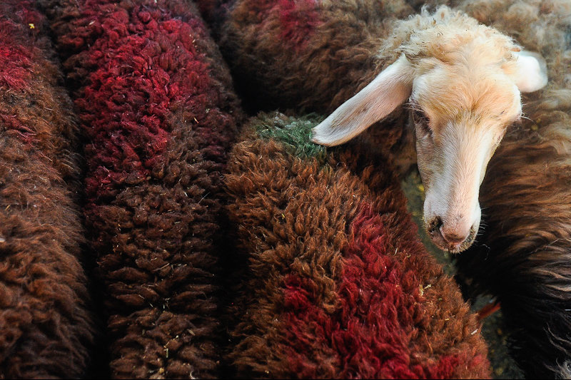 کمبودی در عرضه گوسفند زنده برای عید قربان نیست