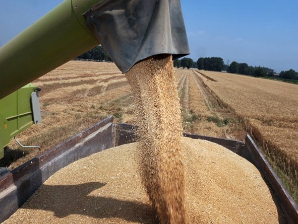 نخستین بار، ایران نیازی به واردات گندم ندارد