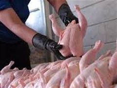 کاهش قیمت مرغ به ۵۵۰۰ تومان و ادامه روند کاهشی