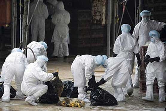 ۱۵ کشور واردات مرغ و تخم مرغ از فرانسه را ممنوع کردند