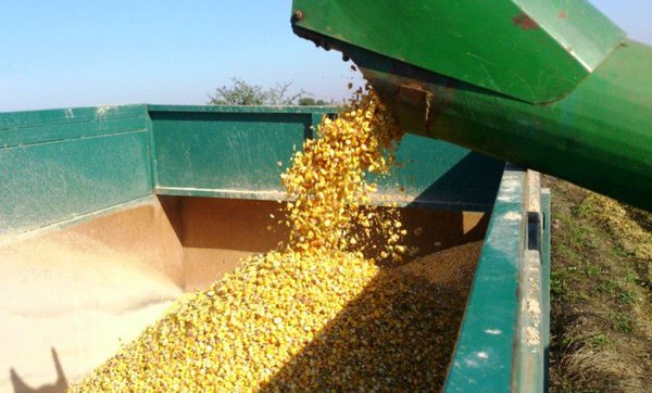 شرکت های تعاونی برای خرید ذرت دانه ای جنوب کرمان ساماندهی شدند