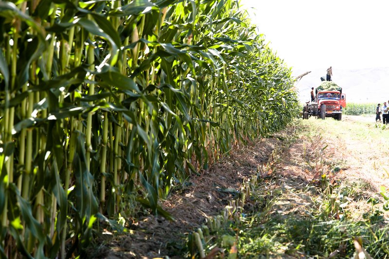 پیش بینی خرید ۲۵۰ هزار تن ذرت خوزستان