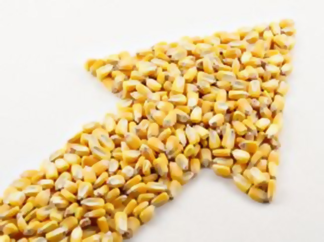 افزایش ذخایر سویا و ذرت در ایالات متحده نسبت به سال قبل باتوجه به کاهش تقاضا