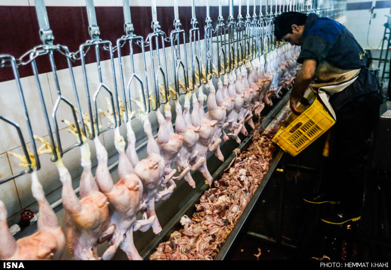 گلایه رئیس سازمان دامپزشکی کشور از انتشار شایعه مرغ‌های هورمونی