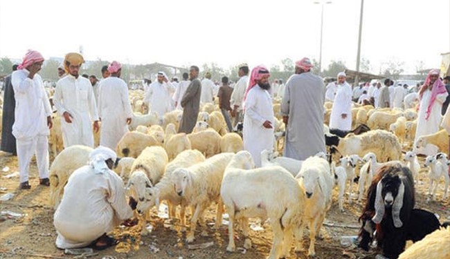 عربستان واردات دام زنده از ایران را ممنوع کرد