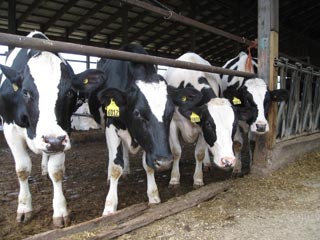 دامداران و دامداری کشور هنوز به جایگاه شایسته خود راه پیدا نکرده اند