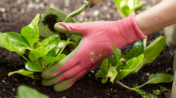 سهم ۸۰ درصدی باغبانی در صادرات کشاورزی ایران