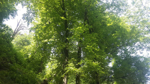 ۷۵ هزار هکتار جنگل کاری در کشور انجام می شود