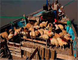 دولت کویت واردات دام زنده از خوزستان را  ممنوع کرد / شیوع تب برفکی دلیل این ممنوعیت اعلام شده است