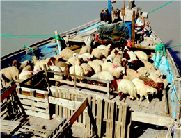 ادامه توقف صادرات دام زنده از بنادر خوزستان به کشورهای حوزه خلیج فارس / شیوع بیماری تب برفکی و تب کریمه کنگو عوامل توقف صادرات بودند