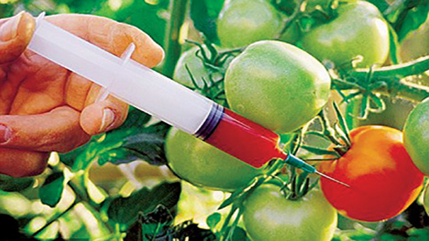 برنج تراریخته سر سفره مردم نیامده است /  روغن ذرت و سویا سه محصول تراریخته وارداتی و پنبه نتها محصول تولیدی تراریخته است