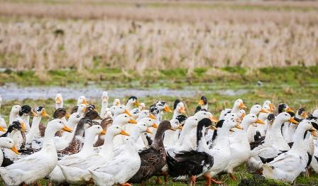 کسب درآمد با پرورش اردک/ هرکیلو اردک ۷ هزار تومان