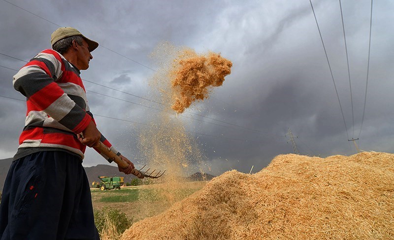 عرضه جو و ذرت در بورس تنها به سود کشت و صنعت های بزرگ/ ۷۰ درصد کشاورزان زیان می کنند