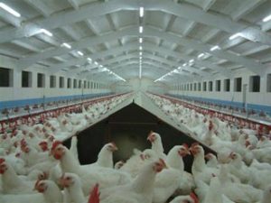 snat_mrghdari_dr_mazndran_az_zrfitha_ta_chalshha