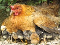 مردم از خرید مرغ زنده و طیور بومی خودداری کنند!