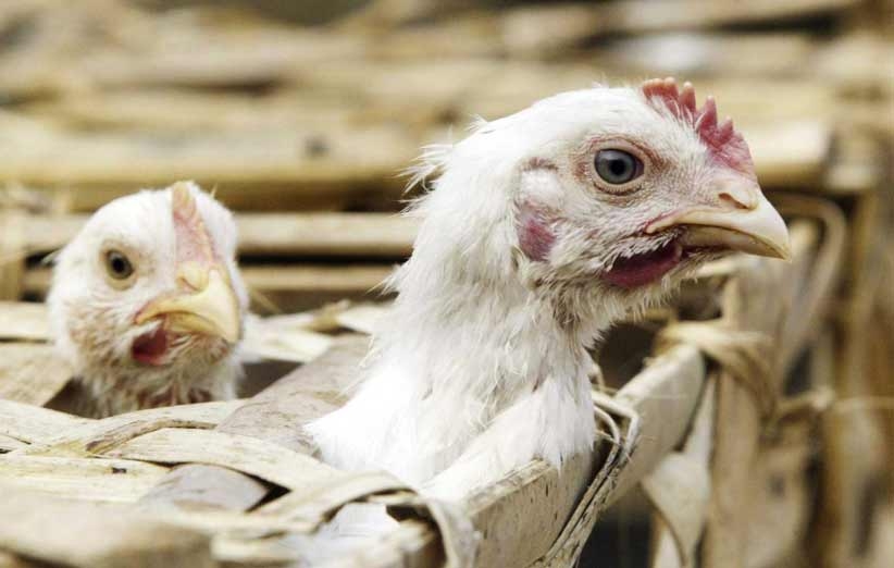 بیش از صد سال از صنعت جهانی طیور عقب مانده ایم!/ بیانیه ۱۵ ماده ای برای خروج از بحران