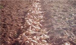 ۹۰۰ میلیارد تومان بدهی معوق دولت به کارخانه‌های قند و شکر/ پیش‌بینی تولید ۱.۶میلیون تن شکر