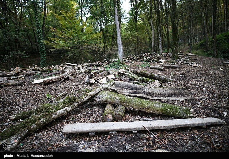 طرح‌های تخریب ۱۴۵ هزار هکتار جنگل‌ شمال لغو شد
