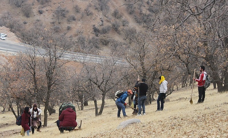 یک شرکت کره‌ای ۱۲۱ هزار نهال در جنگل‌های هیرکانی ایران می‌کارد