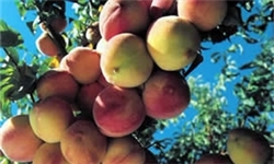 باقیمانده سموم چالش صادرات محصولات کشاورزی/منافع برخی اجازه توسعه محصولات ارگانیک را نمی‌دهد